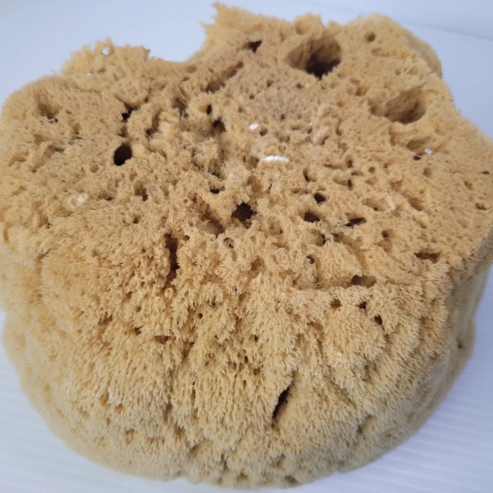 2 Natural Sea‎ Sponges Vase Cap Ocean Nautical Beach House Decor 7
